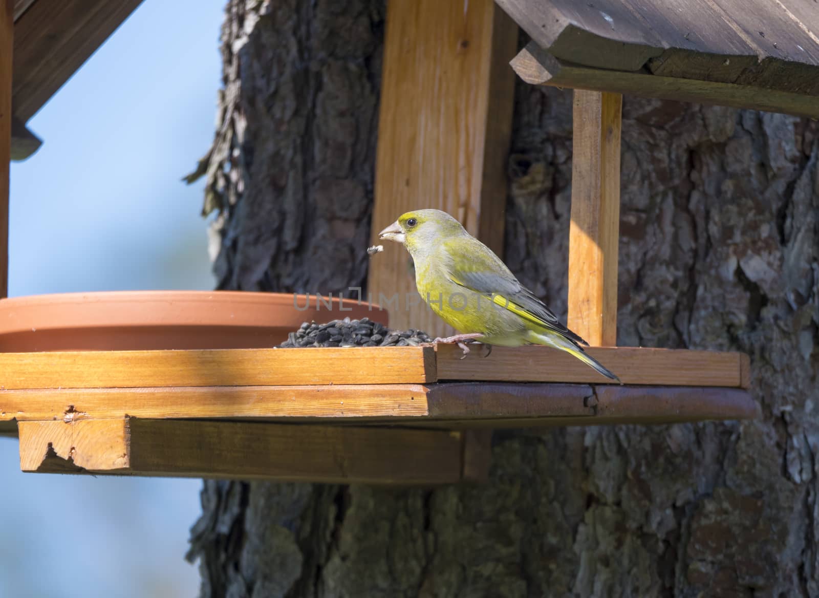 Close up male European greenfinch, Chloris chloris bird perched on the bird feeder table with sunflower seed. Bird feeding concept. Selective focus