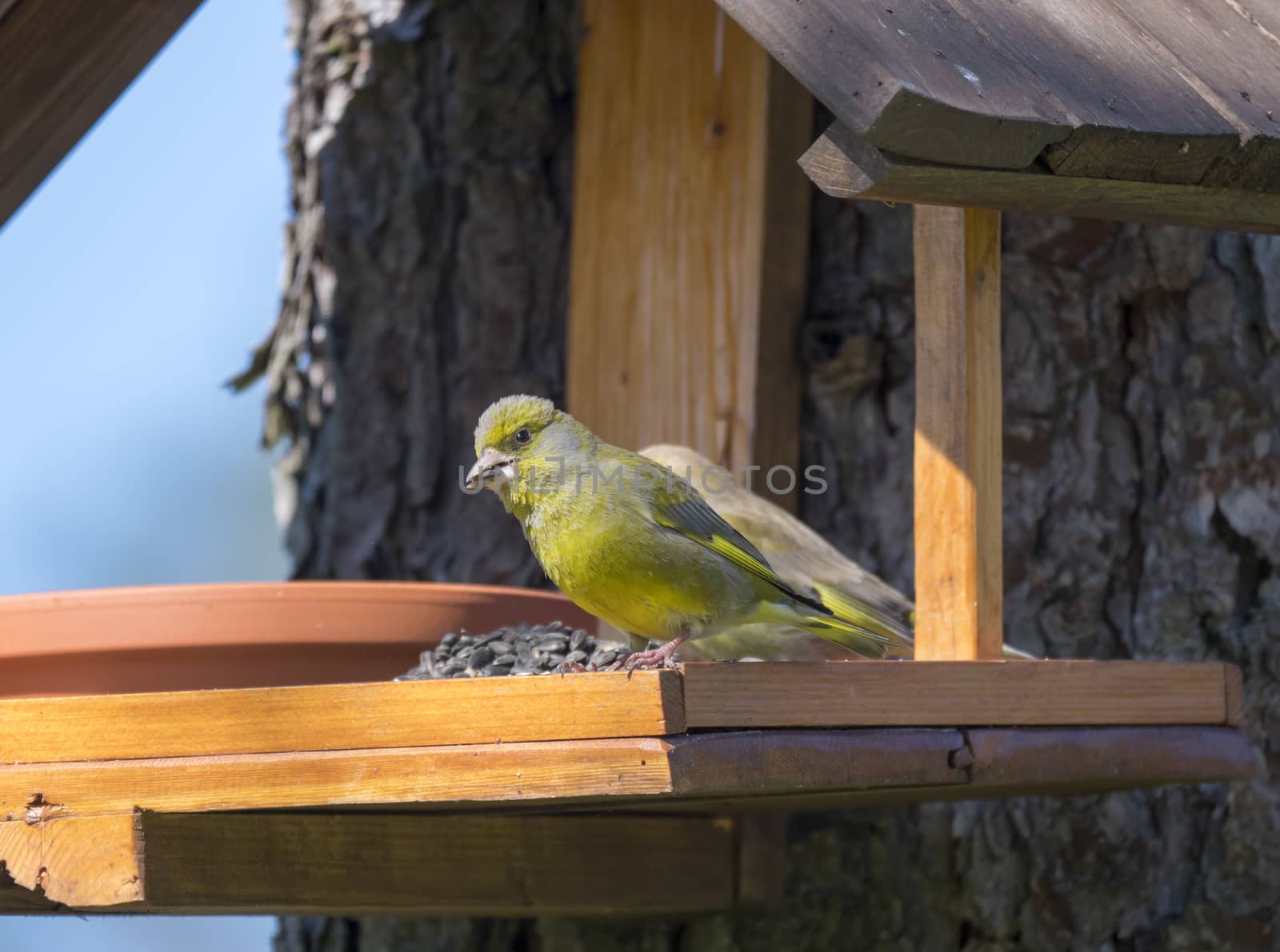 Close up couple of European greenfinch, Chloris chloris bird perched on the bird feeder table with sunflower seed. Bird feeding concept. Selective focus