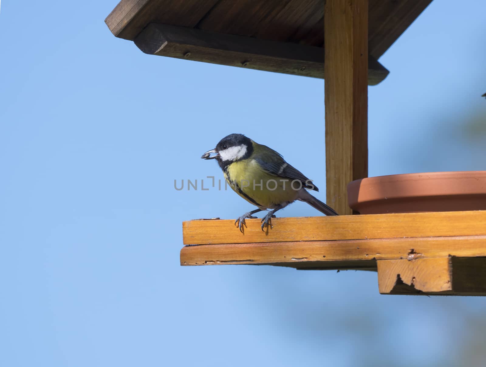 Close up Great tit, Parus major bird perched on the bird feeder table with sunflower seed in beak. Bird feeding concept. Selective focus. by Henkeova