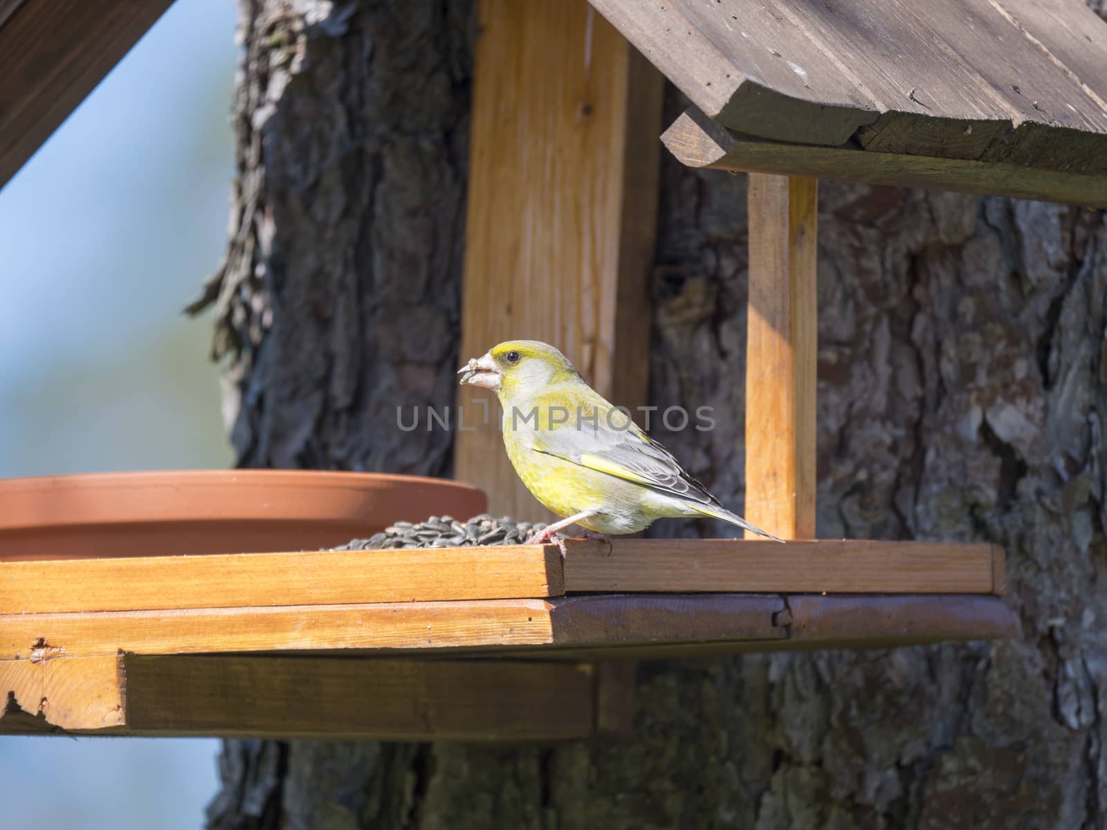 Close up male European greenfinch, Chloris chloris bird perched on the bird feeder table with sunflower seed. Bird feeding concept. Selective focus