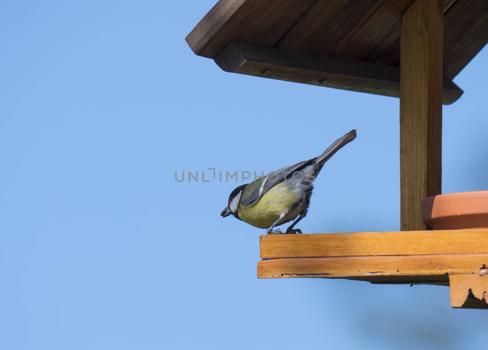 Close up Great tit, Parus major bird perched on the bird feeder table with sunflower seed in beak. Bird feeding concept. Selective focus