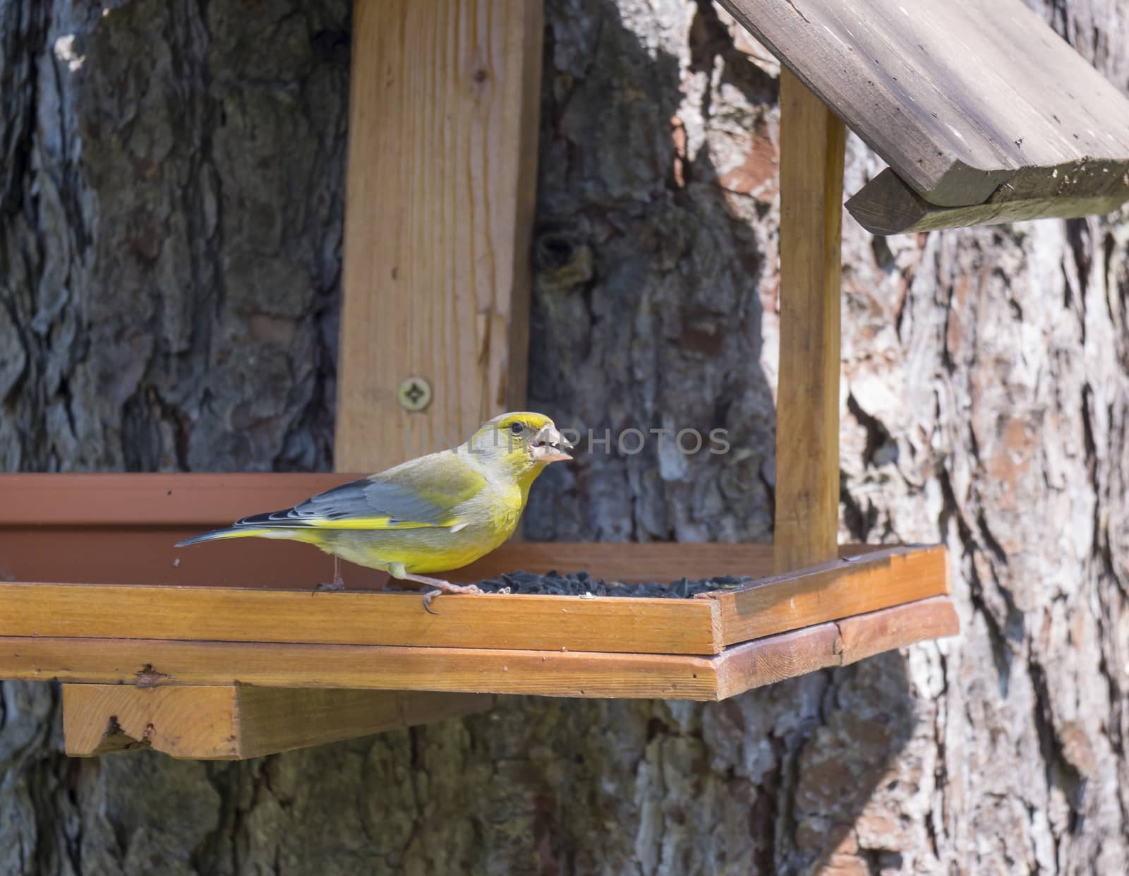 Close up male European greenfinch, Chloris chloris bird perched on the bird feeder table with sunflower seed. Bird feeding concept. Selective focus