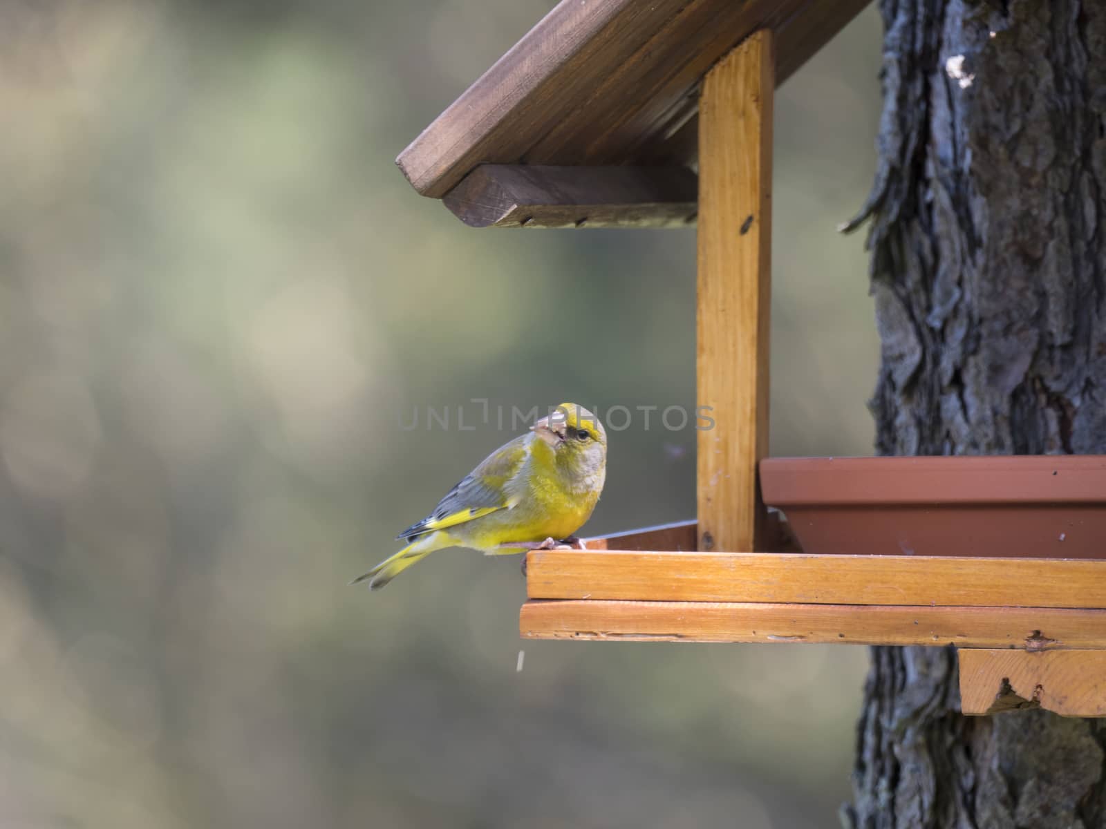 Close up male European greenfinch, Chloris chloris bird perched on the bird feeder table with sunflower seed. Bird feeding concept. Selective focus