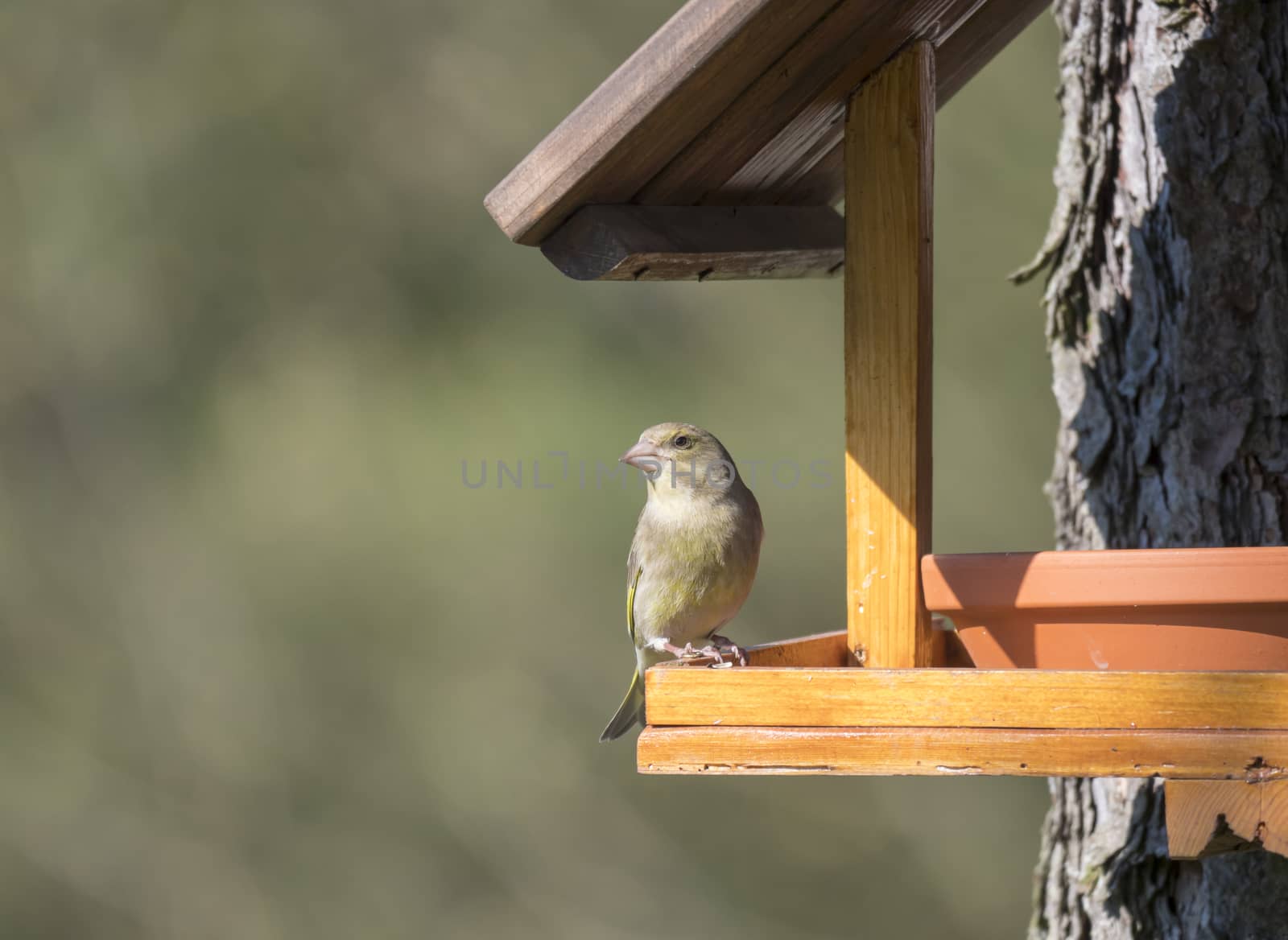 Close up female European greenfinch, Chloris chloris bird perched on the bird feeder table with sunflower seed. Bird feeding concept. Selective focus