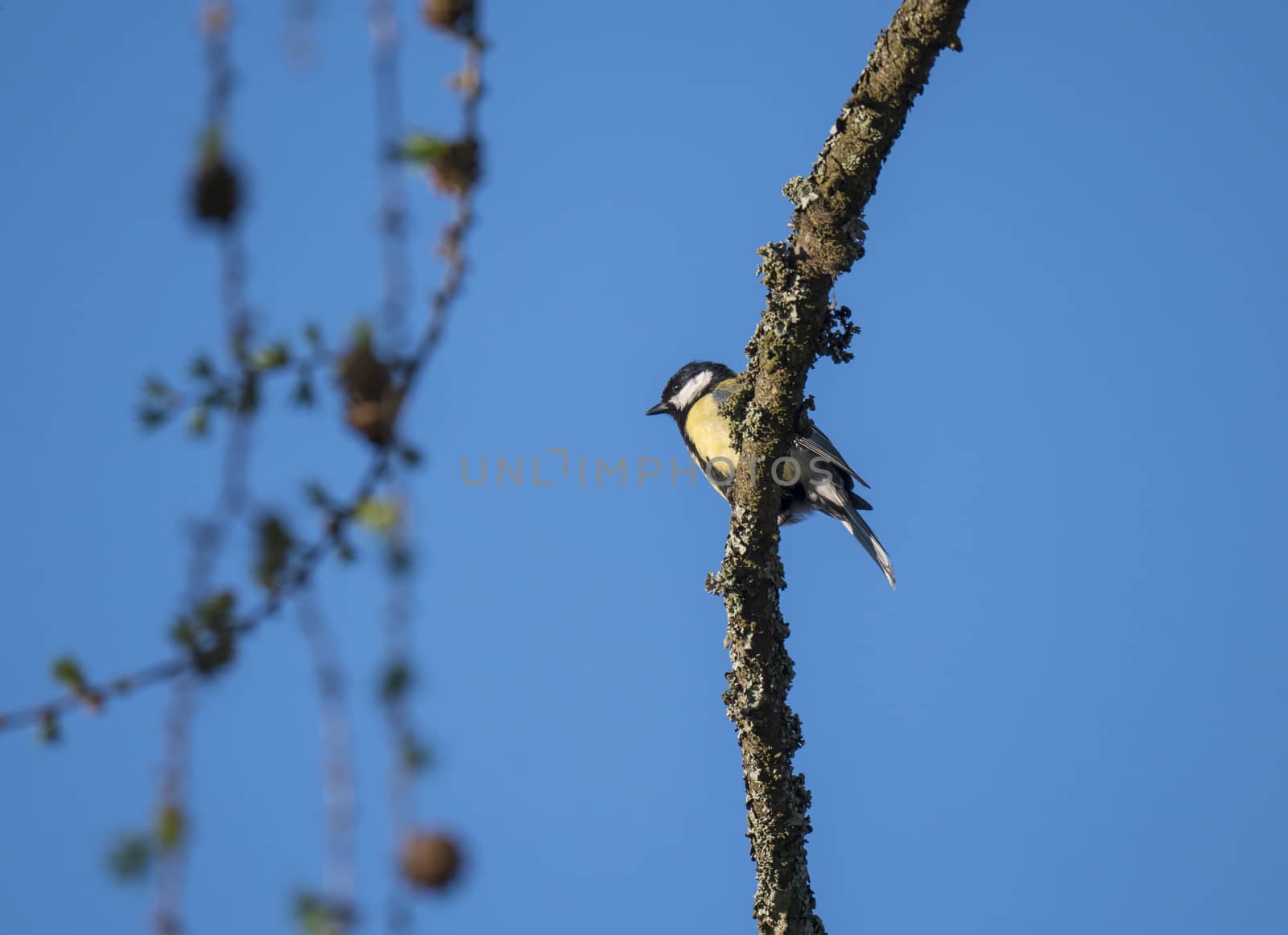 Close up Great tit, Parus major bird perched on larch tree branches, Selective focus. by Henkeova