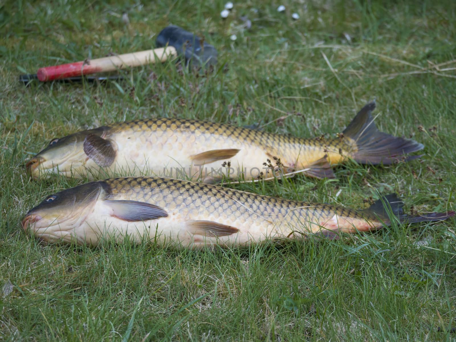 Two big close up fresh live wild common carp or European carp, Cyprinus carpio on the grass. Raw freshwater fish catch with club to kill them by Henkeova