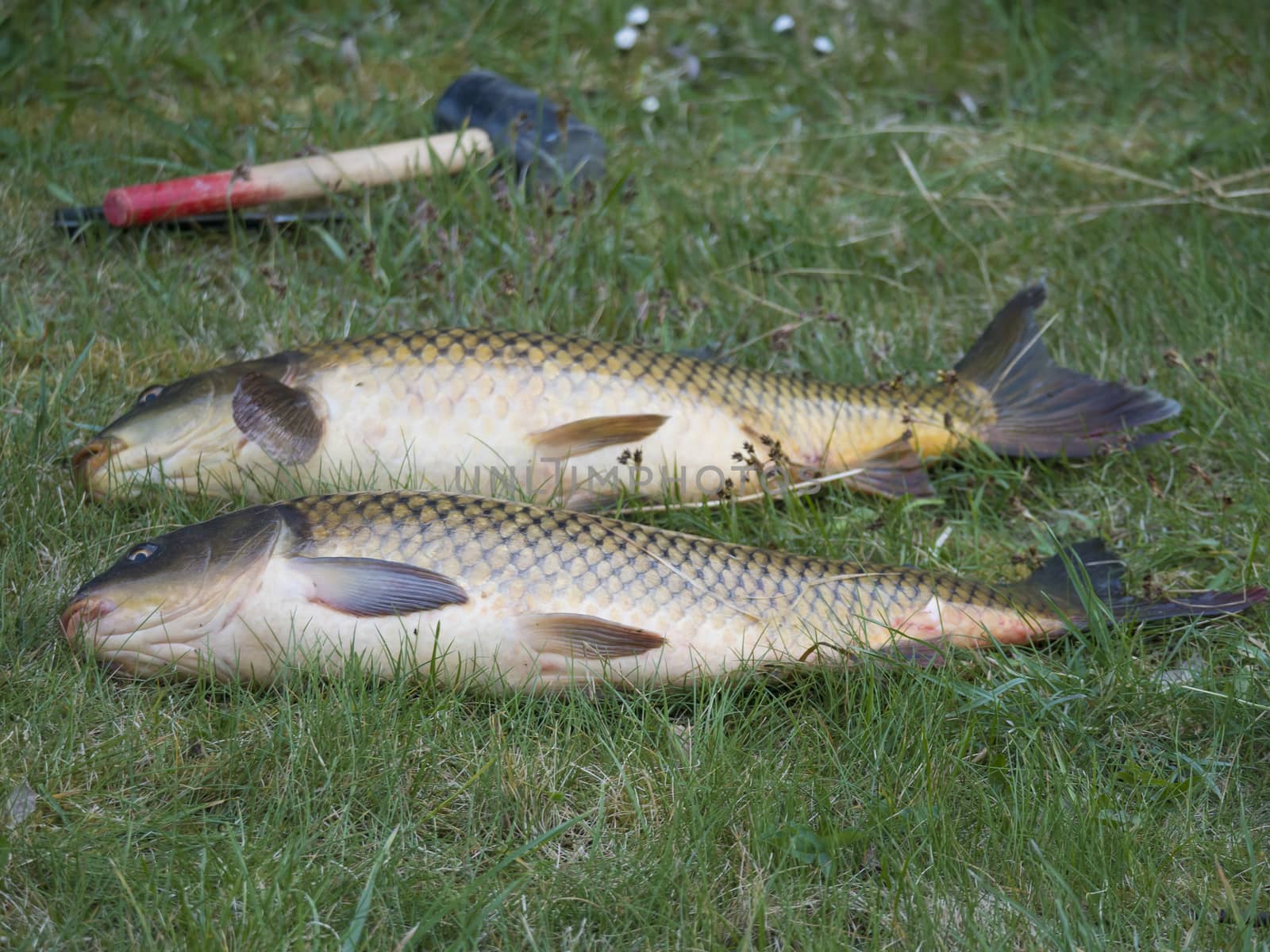 Two big close up fresh live wild common carp or European carp, Cyprinus carpio on the grass. Raw freshwater fish catch with club to kill them.