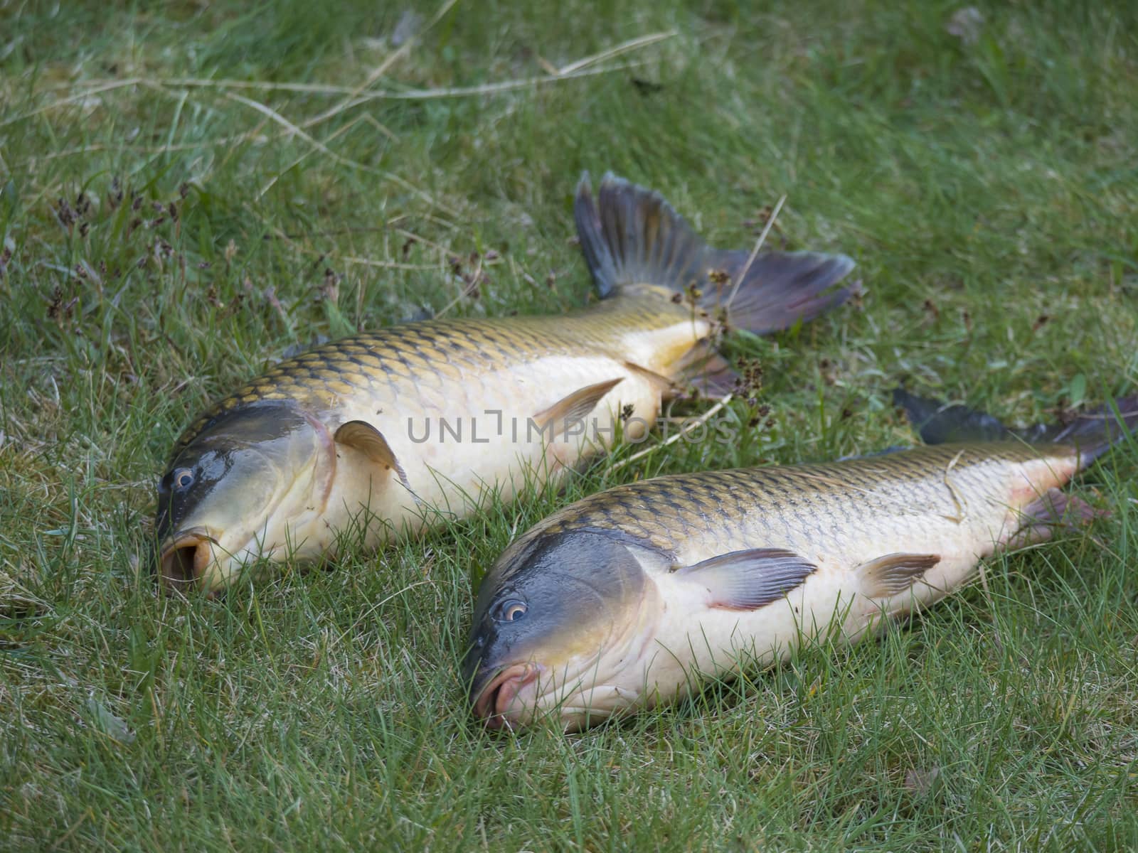 Two big close up fresh live wild common carp or European carp, Cyprinus carpio on the grass. Raw freshwater fish catch waiting to be killed