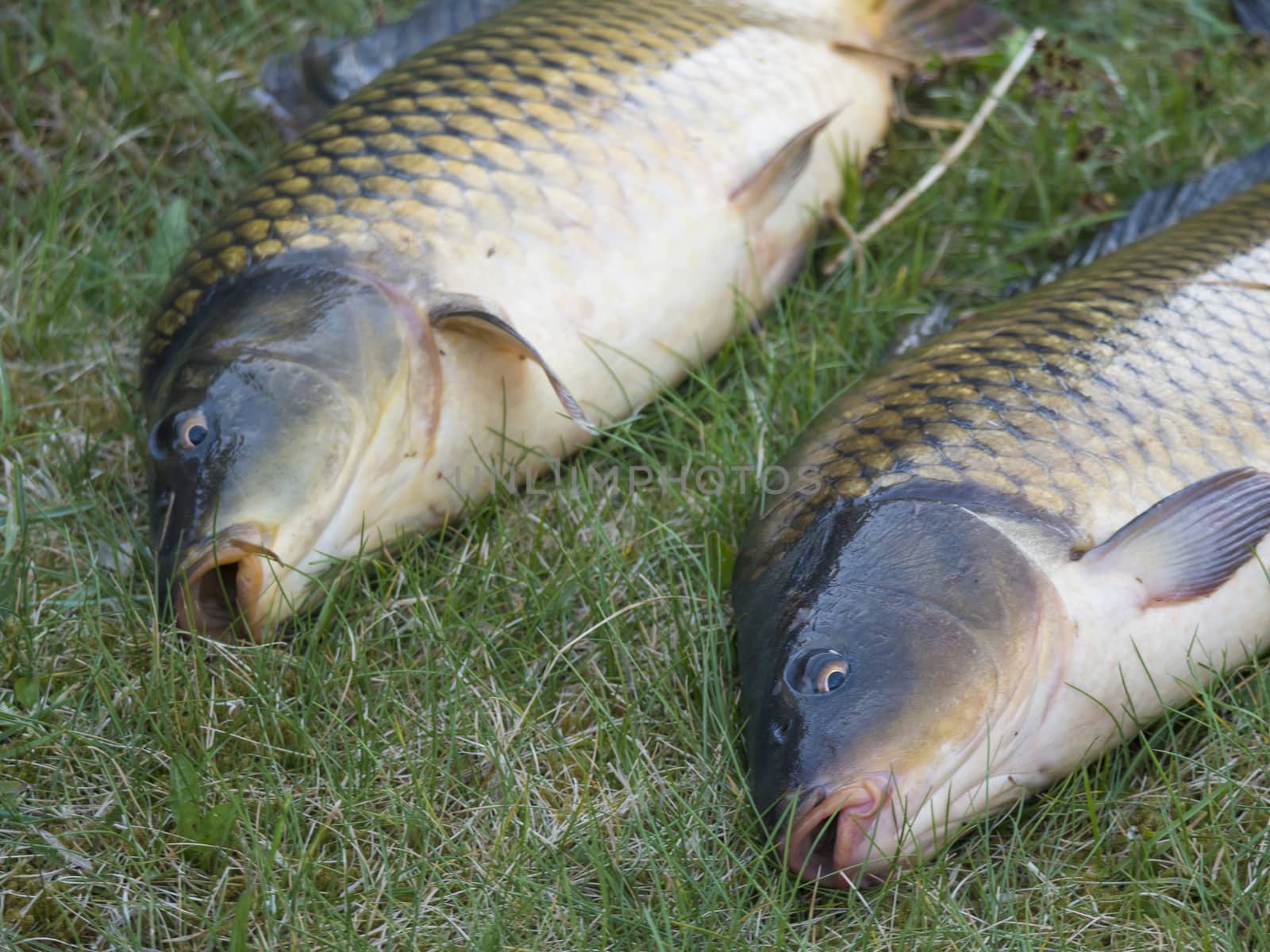 Two big close up fresh live wild common carp or European carp, Cyprinus carpio on the grass. Raw freshwater fish catch waiting to be killed