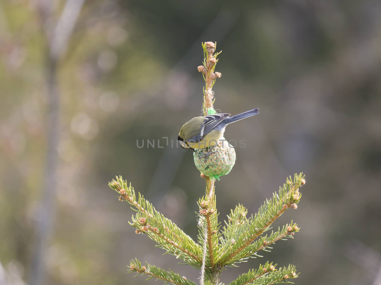 Close up Great tit, Parus major bird perched on small spruce tree top, eating and pecking tallow ball, Selective focus