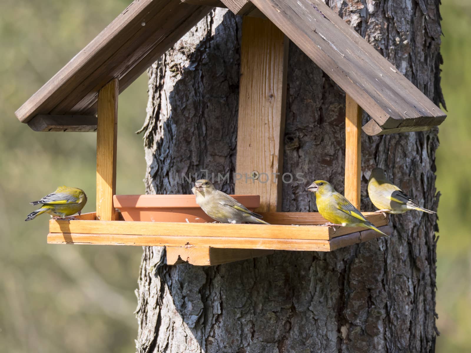 Group of couple male and female European greenfinch, Chloris chloris bird perched on the bird feeder table with sunflower seed. Bird feeding concept. Selective focus. by Henkeova