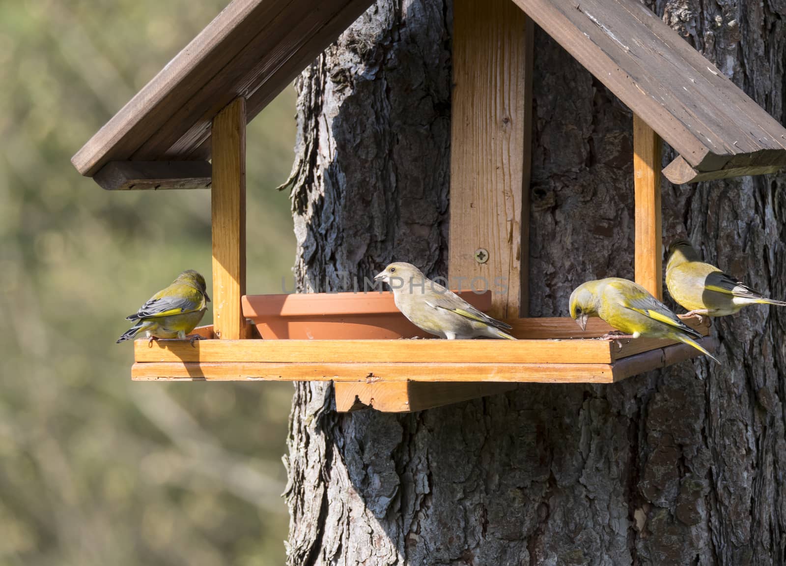 Group of couple male and female European greenfinch, Chloris chloris bird perched on the bird feeder table with sunflower seed. Bird feeding concept. Selective focus