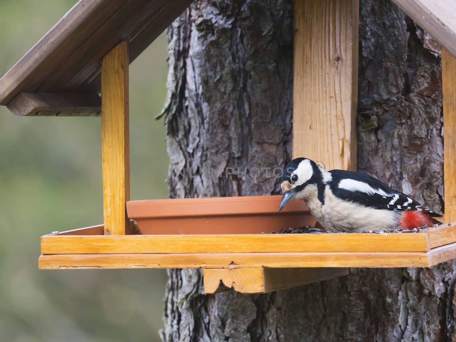 Close up female bird The great spotted woodpecker, Dendrocopos major perched on the bird feeder table with sunflower seed. Bird feeding concept. Selective focus. by Henkeova