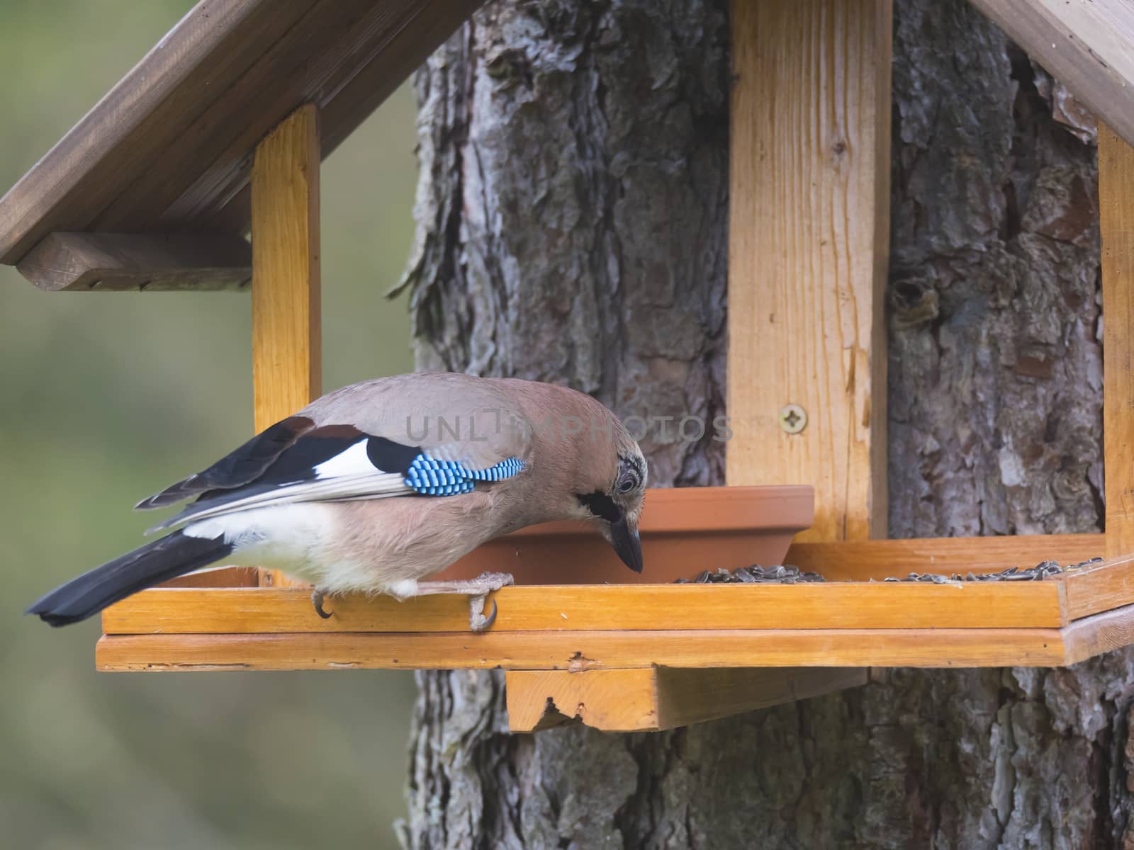 Close up The Eurasian jay, Garrulus glandarius bird perched on the bird feeder table with sunflower seed. Bird feeding concept. Selective focus