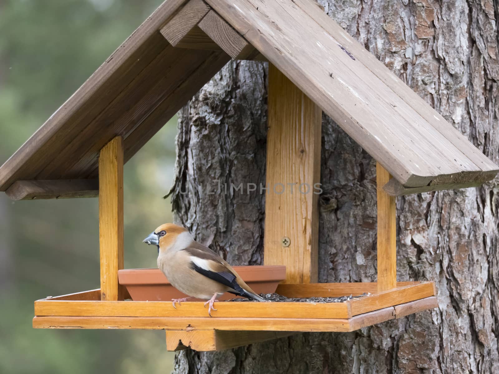 Close up male hawfinch, Coccothraustes coccothraustes bird perched on the bird feeder table with sunflower seed. Bird feeding concept. Selective focus