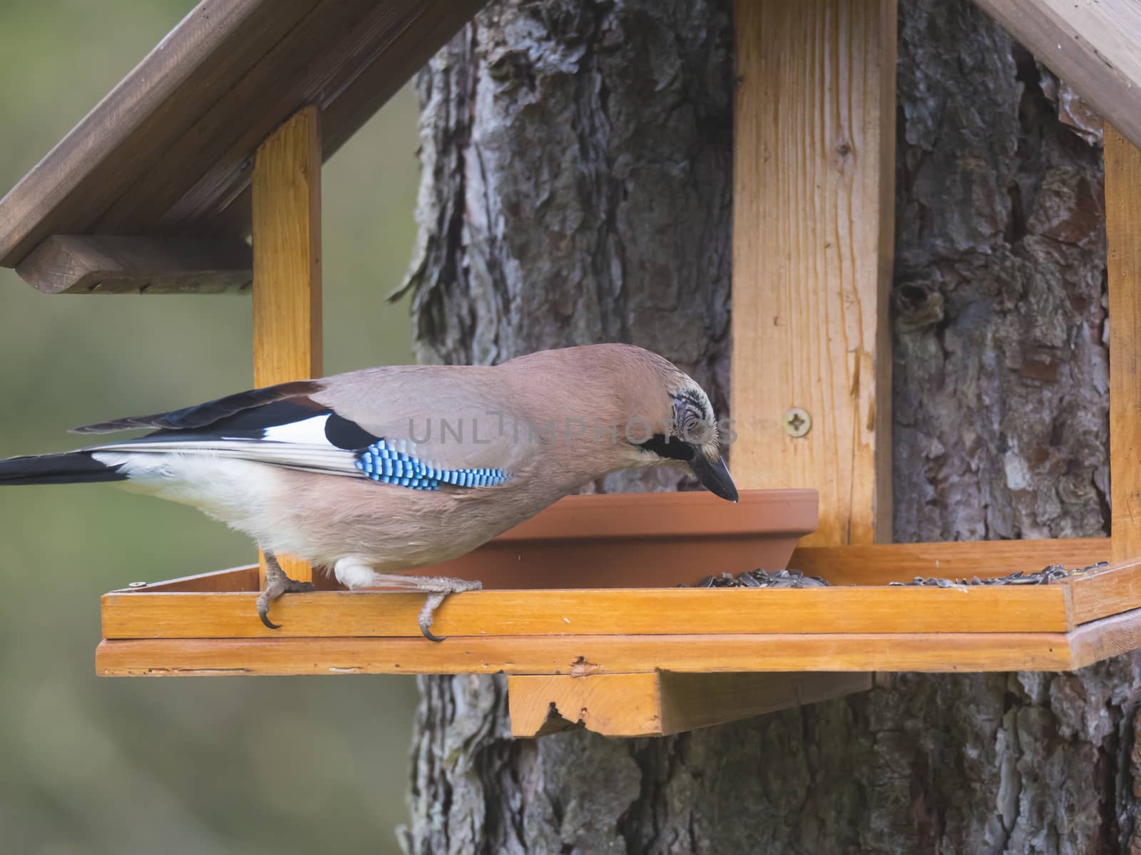 Close up The Eurasian jay, Garrulus glandarius bird perched on the bird feeder table with sunflower seed. Bird feeding concept. Selective focus