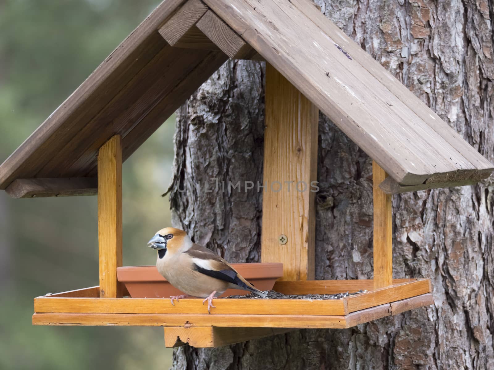 Close up male hawfinch, Coccothraustes coccothraustes bird perched on the bird feeder table with sunflower seed. Bird feeding concept. Selective focus. by Henkeova