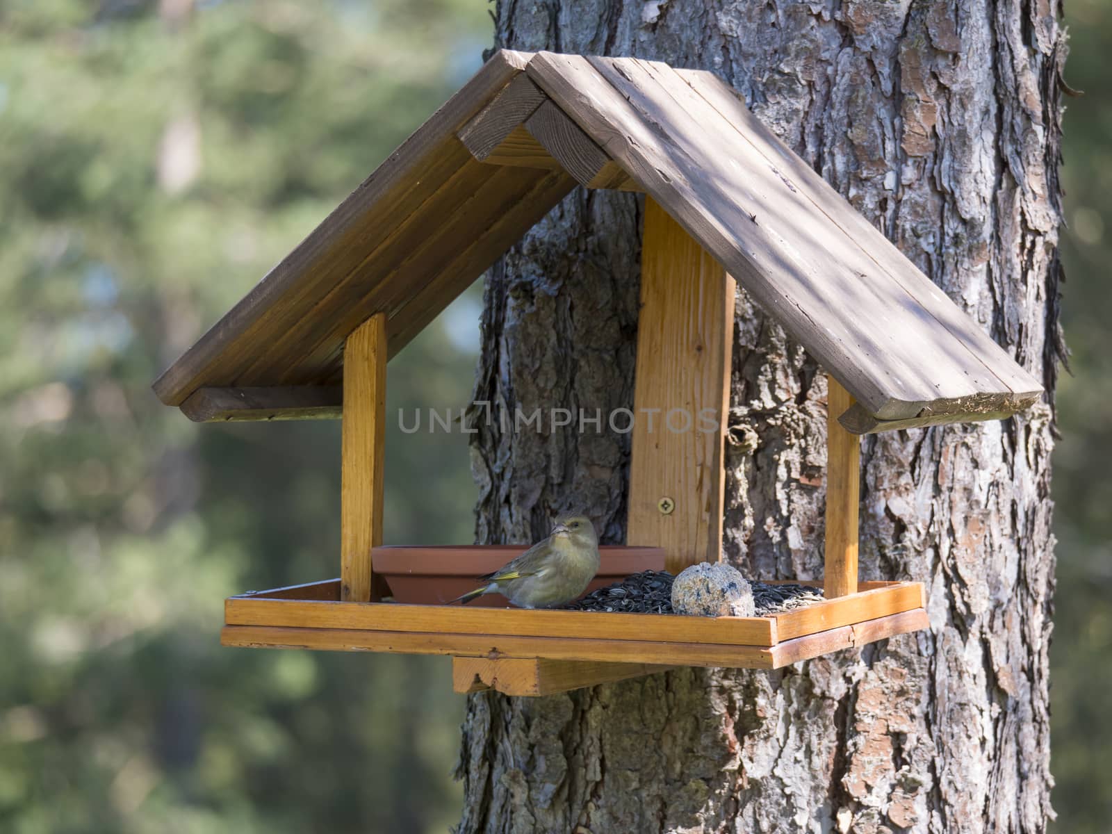 Close up female European greenfinch, Chloris chloris bird perched on the bird feeder table with sunflower seeds and tallow ball. Bird feeding concept. Selective focus. by Henkeova