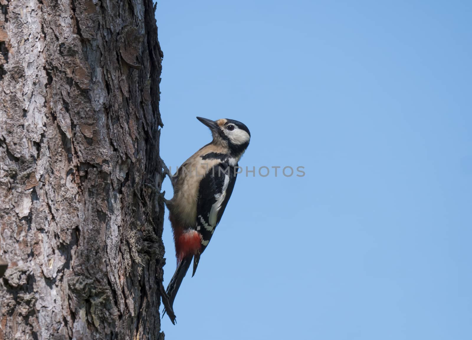 Close up male bird The great spotted woodpecker, Dendrocopos major perched on the larch tree trunk. Blue sky background. Selective focus