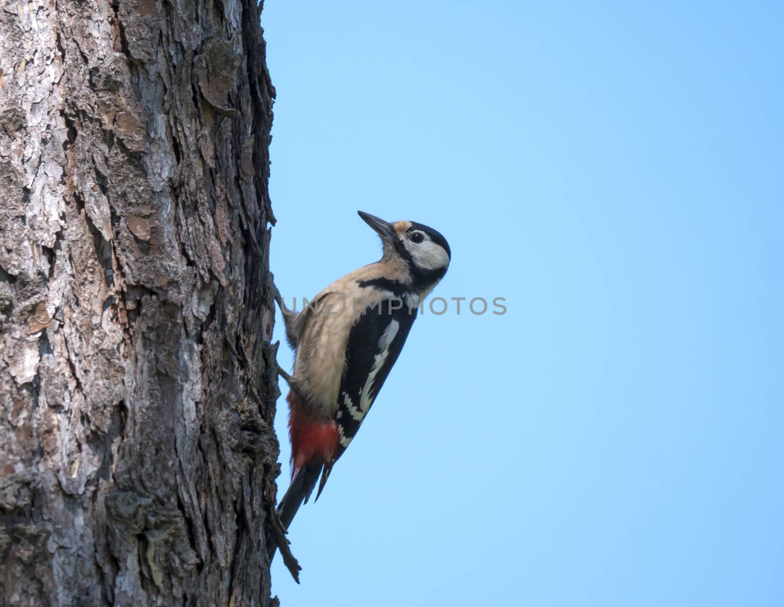 Close up male bird The great spotted woodpecker, Dendrocopos major perched on the larch tree trunk. Blue sky background. Selective focus
