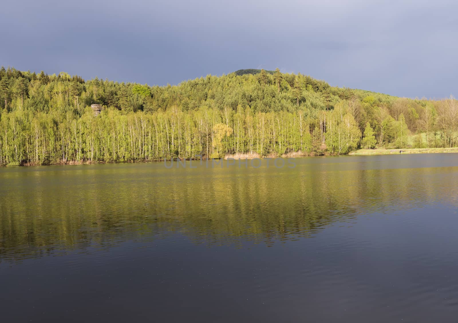 view on calm water of forest lake, fish pond Kunraticky rybnik with birch and spruce trees growing along the shore and clear blue sky in golden sun light. Nature background. Spring landscape.