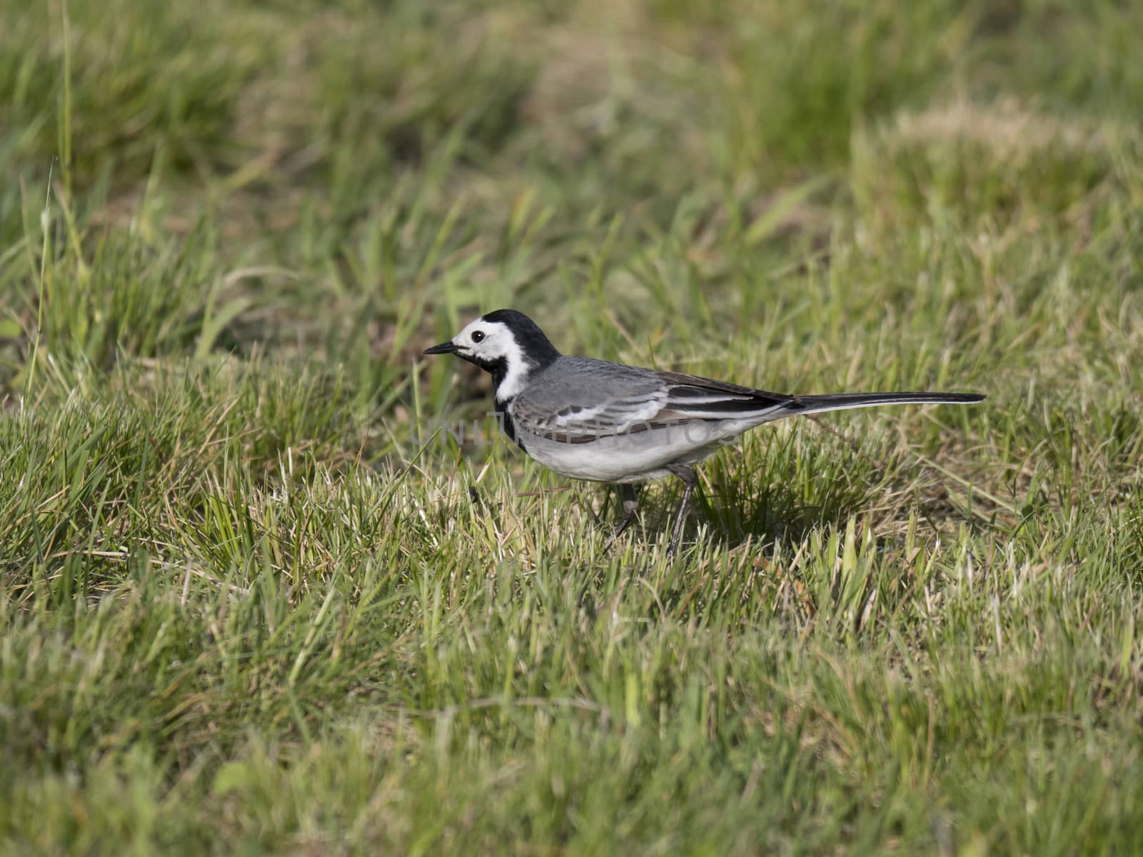 Close up male White Wagtail Motacilla walking in the green grass, selective focus. Copy space.