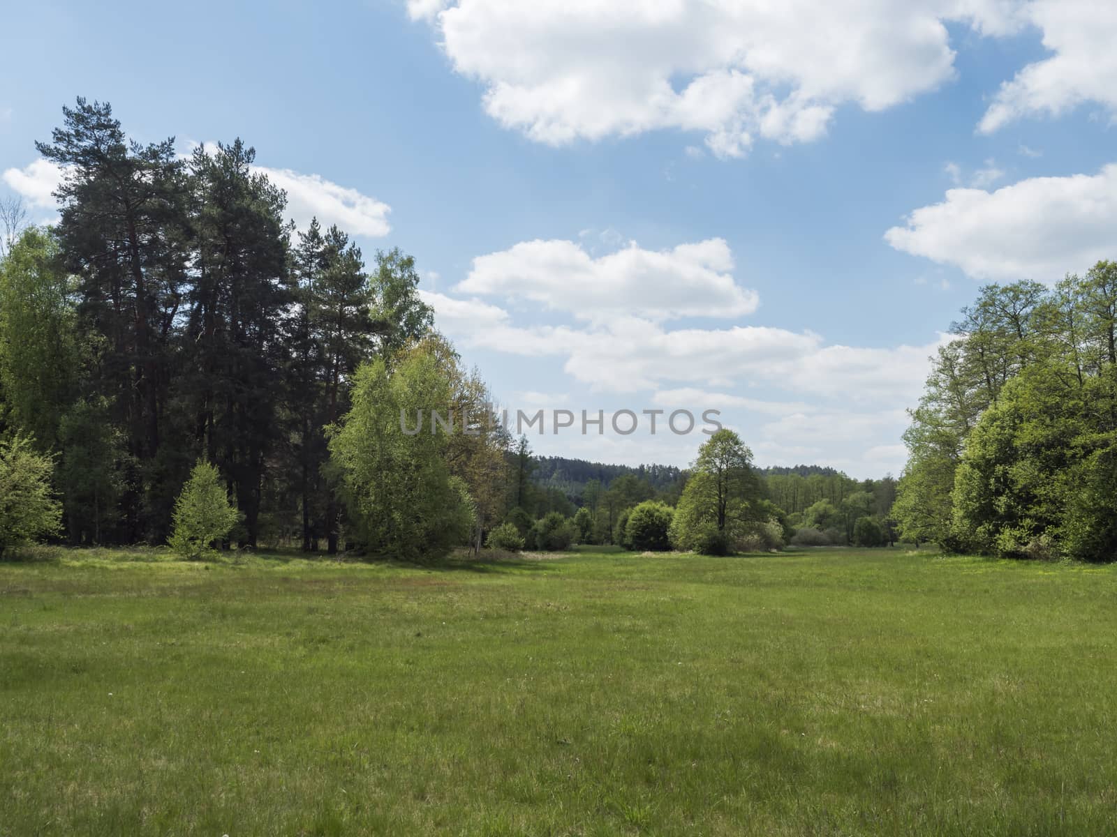 idyllic spring landscape with lush green grass, fresh deciduous, spruce and pine tree forest, blue sky white clouds background, horozontal, copy space by Henkeova