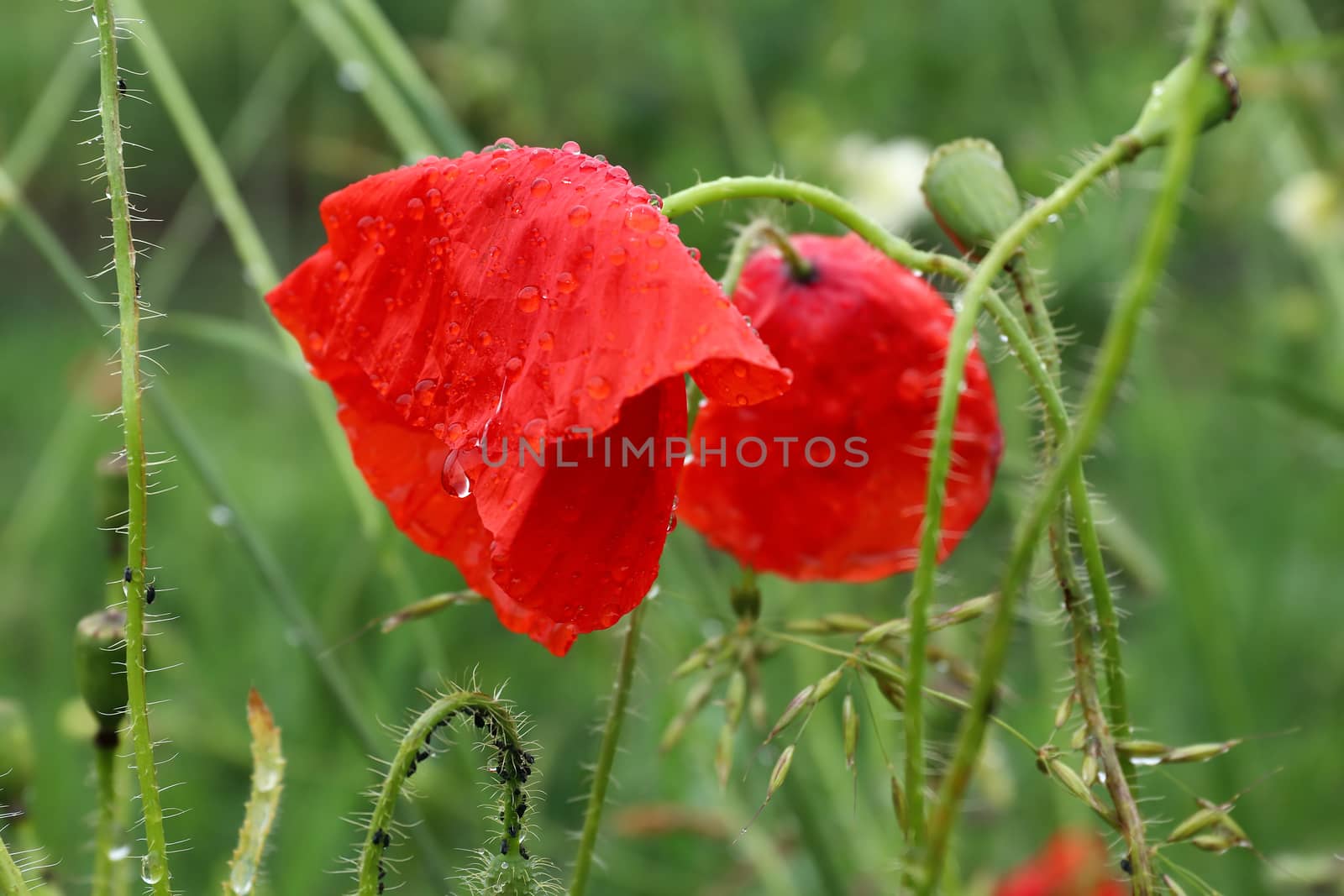 Blooming poppies after the rain by Mibuch