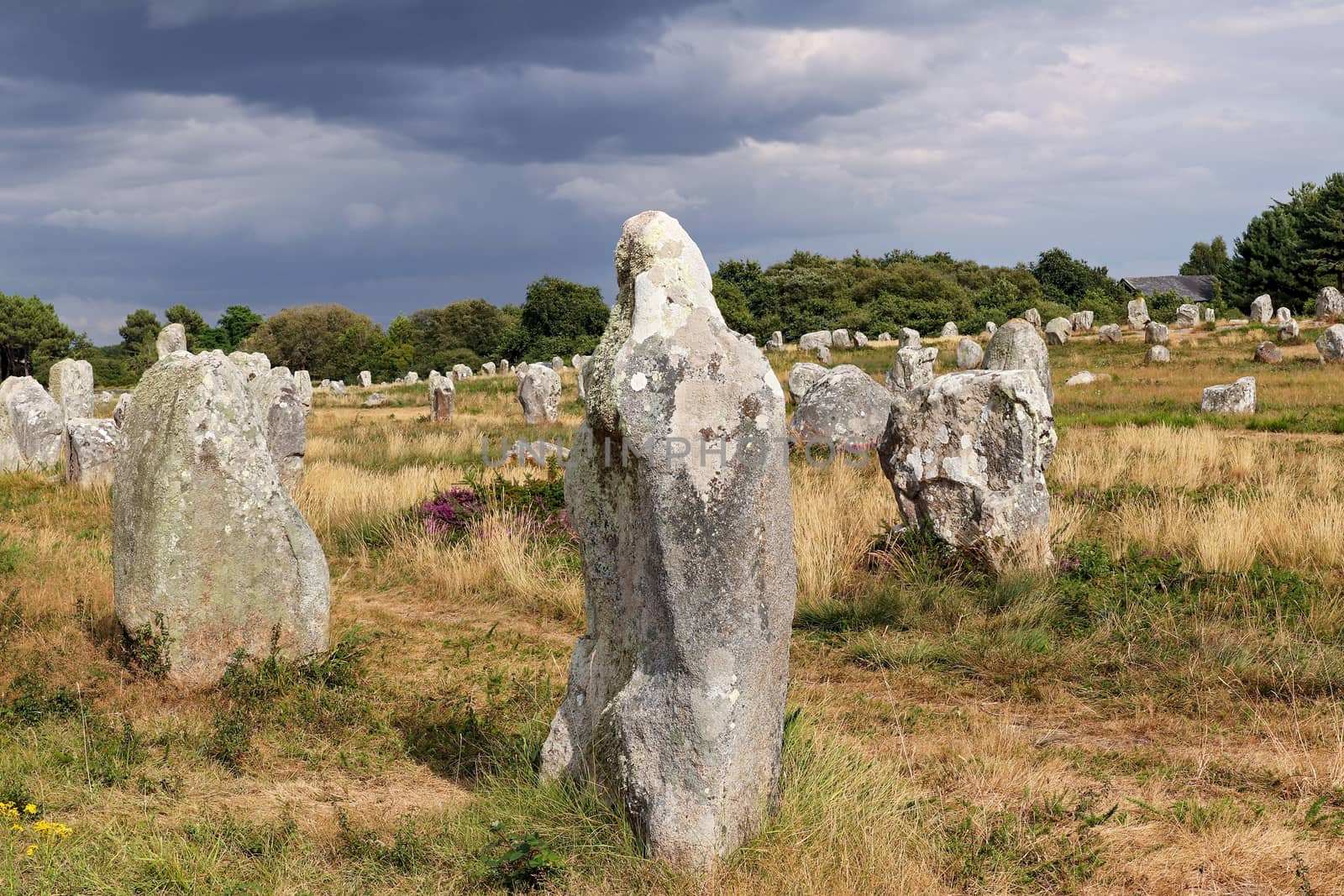 Alignements du Menec  - lines of Menhirs - standing stones - the largest megalithic site in the world, Carnac, Brittany, France

