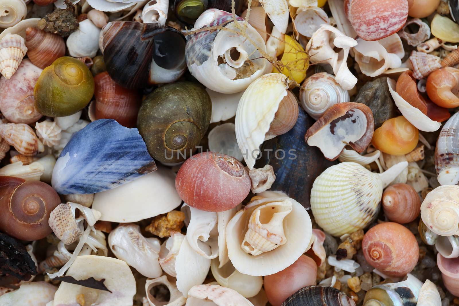 Pile of the shells of molluscs on the beach at low tide