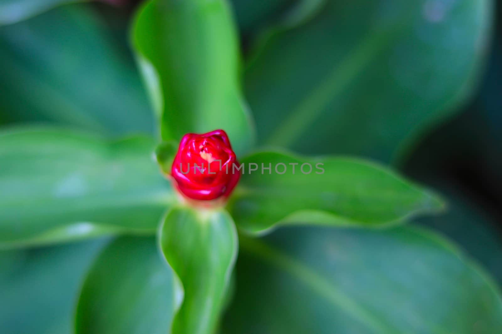 Costus spicatus also known as spiked spiralflag ginger or Indian head ginger is a species of herbaceous plant in the Costaceae family with defocused background, blossoming flower and green leaves
