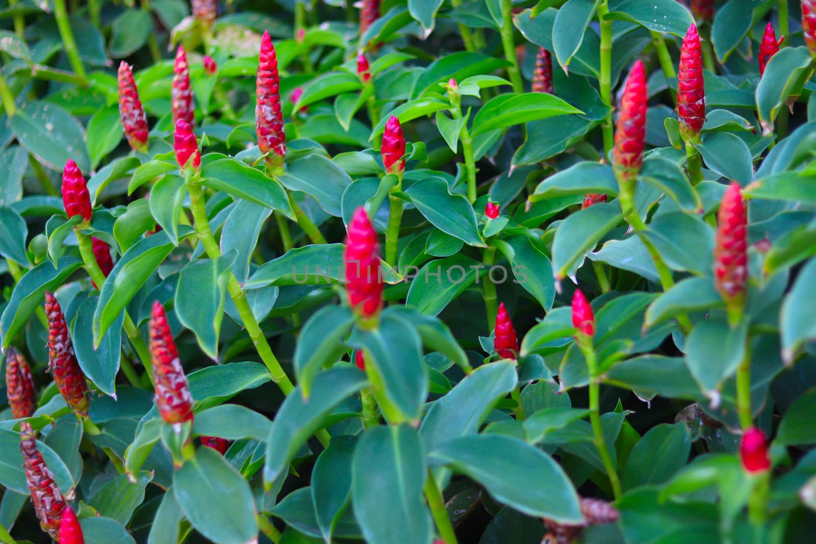 Costus spicatus also known as spiked spiralflag ginger or Indian head ginger is a species of herbaceous plant in the Costaceae family with defocused background, blossoming flower and green leaves