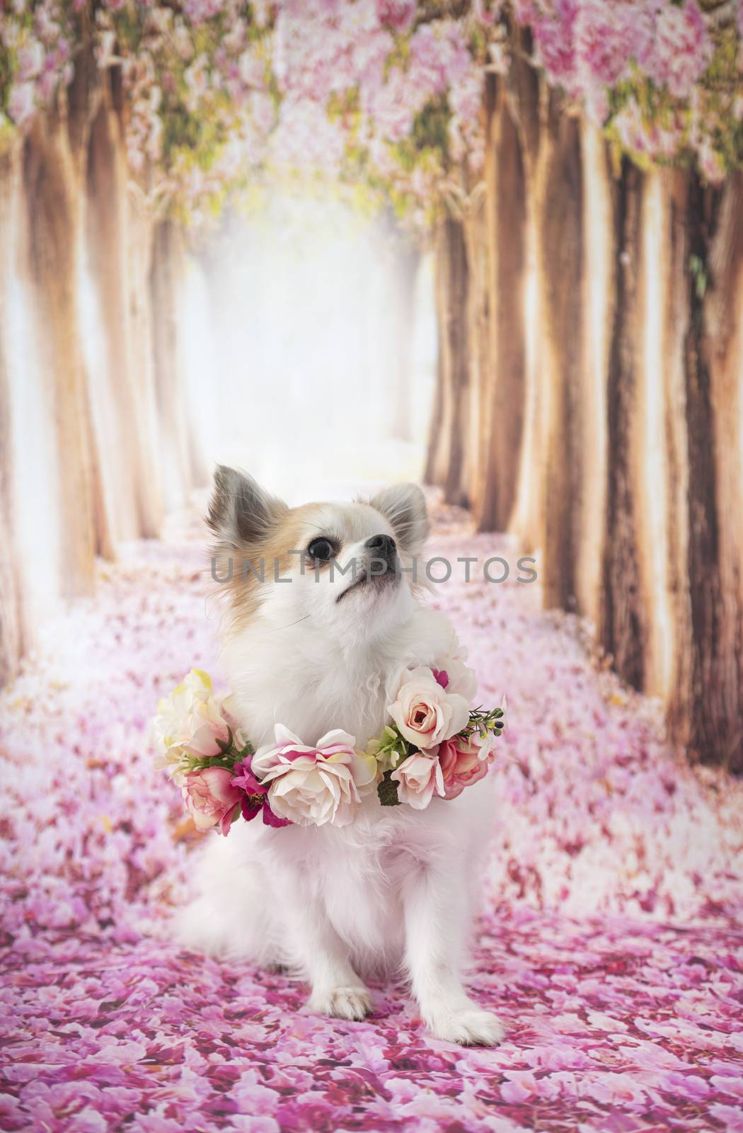 little chihuahua in front of spring background