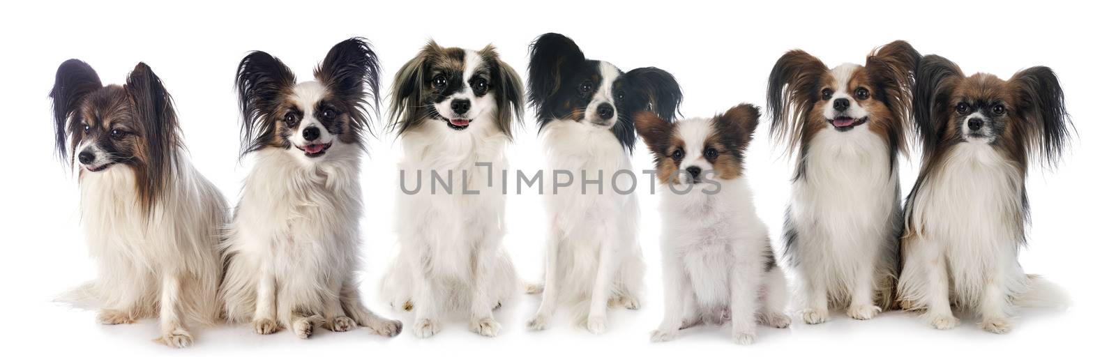 papillon dogs in front of white background