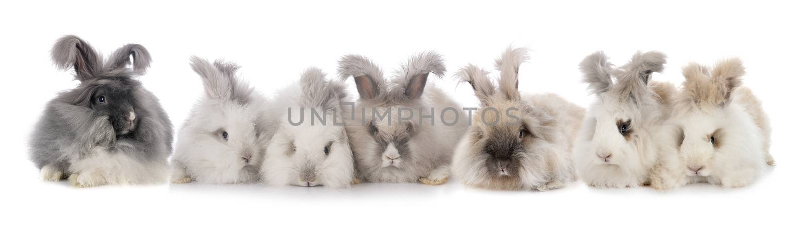 English Angoras in front of white background