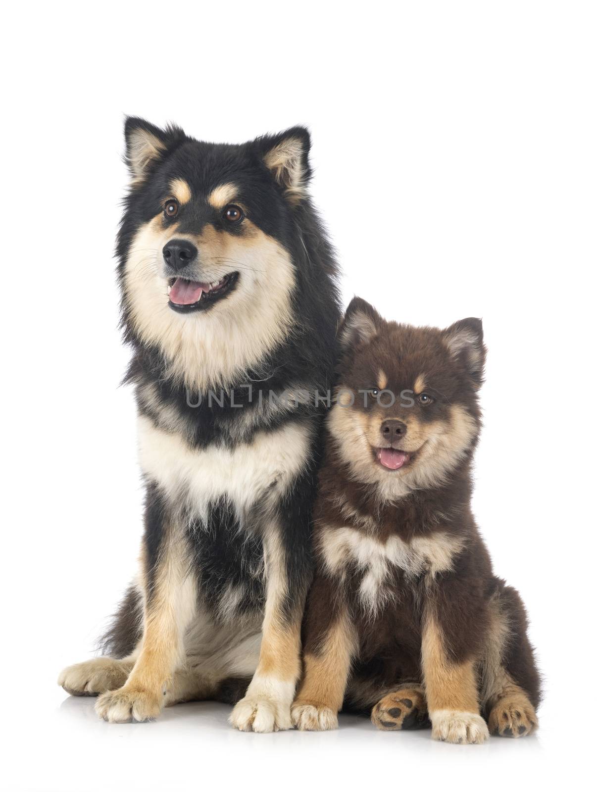 puppy and adult Finnish Lapphund in front of white background