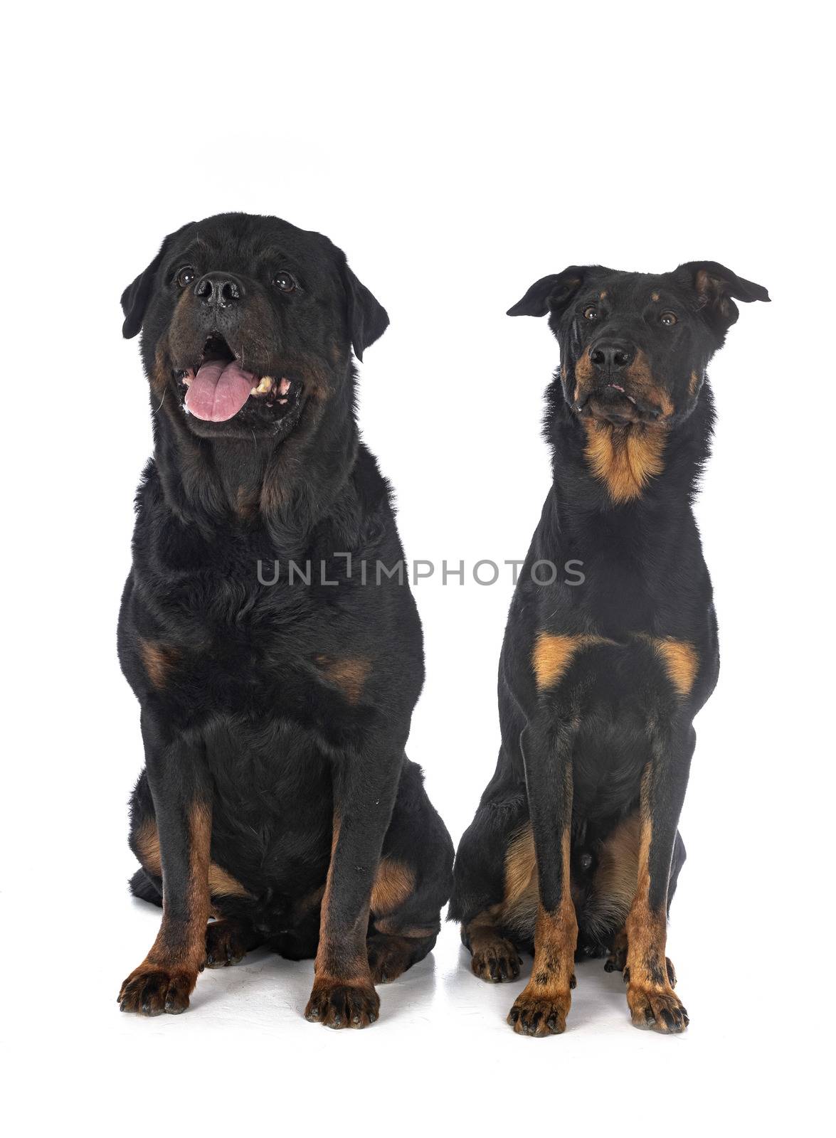 berger de Beauce and rottweiler in front of white background