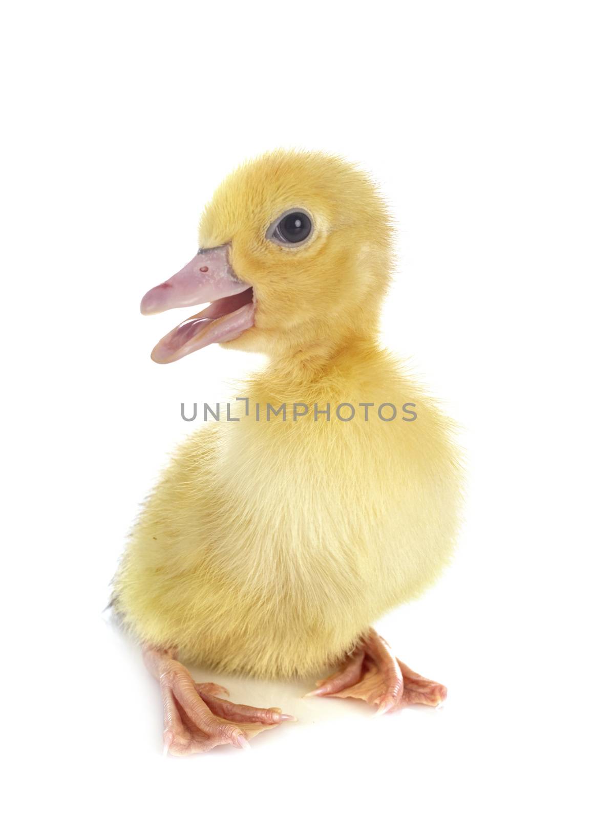 young duckling in front of white background