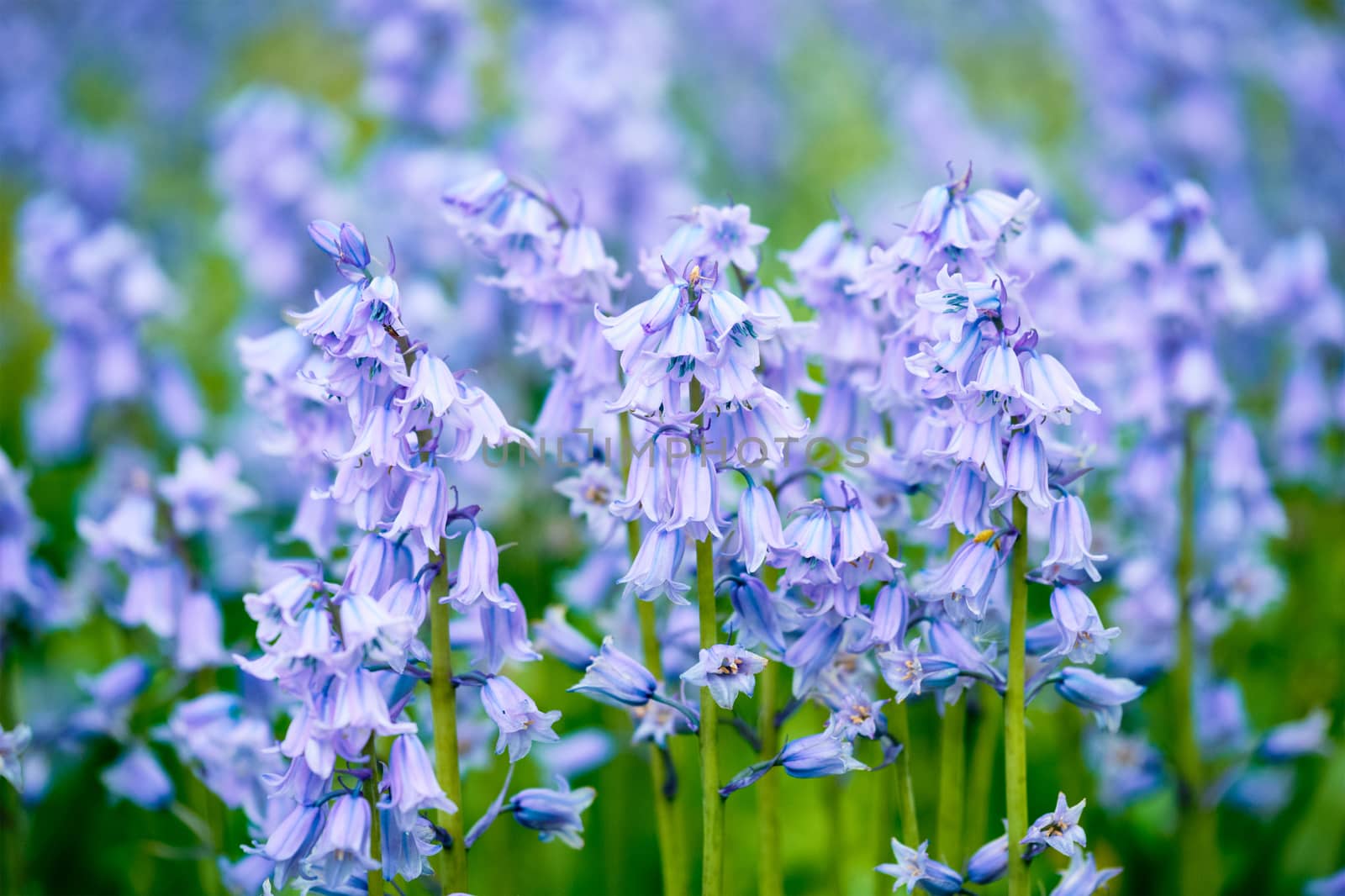 Blue Spanish bluebell Hyacinthoides hispanica flowers in the field by dimol