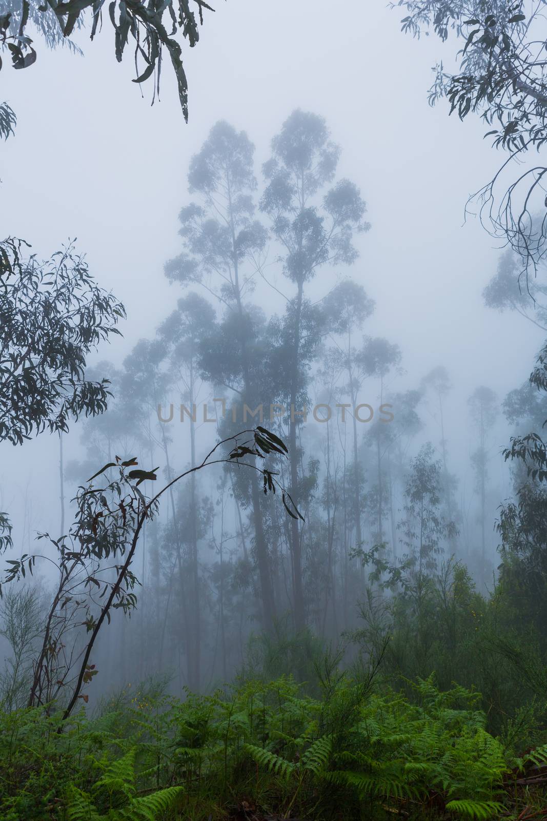 Fog in the forest at the portuguese national park, Geres, Portugal