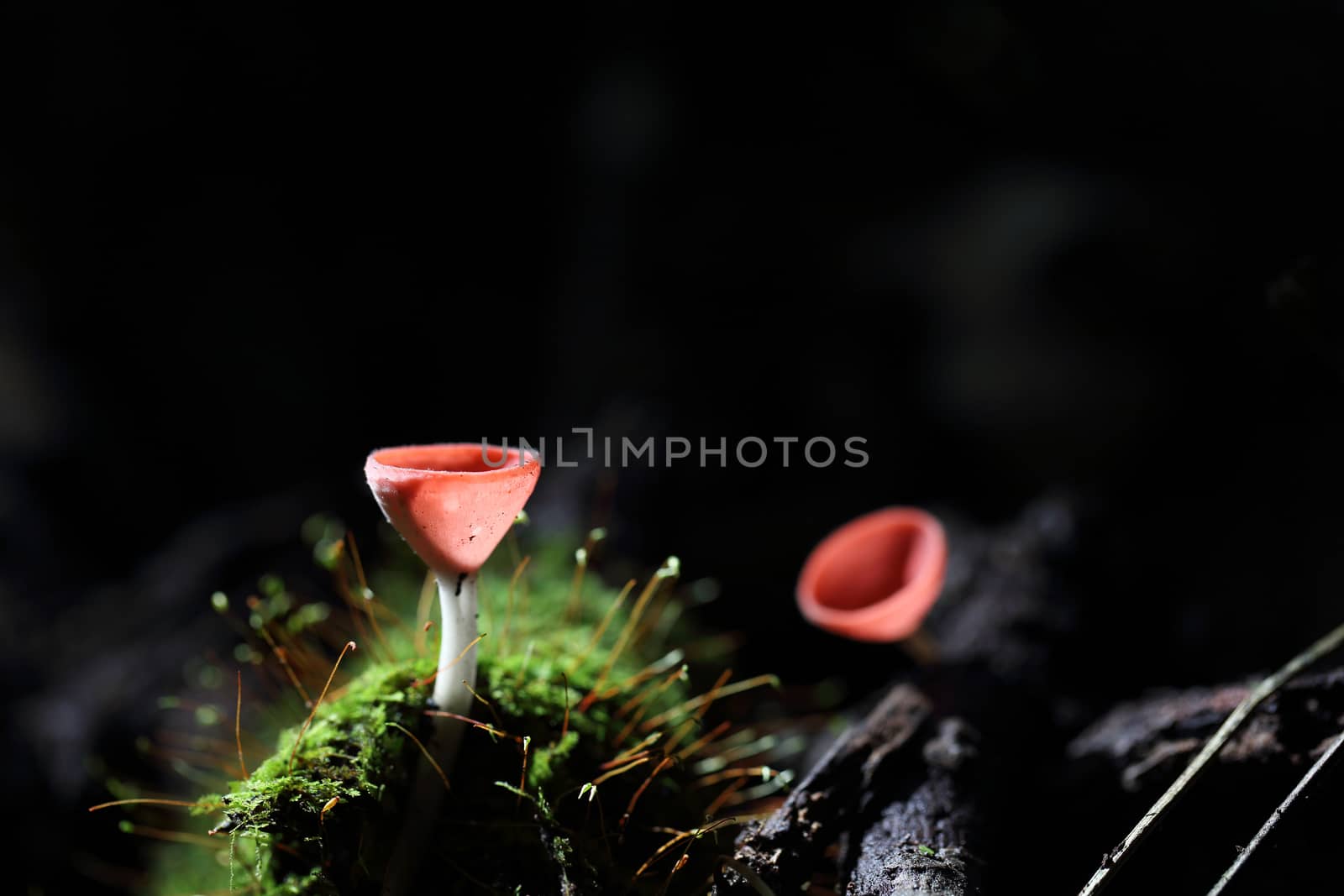Cookeina sulcipes Fungi cup in close up