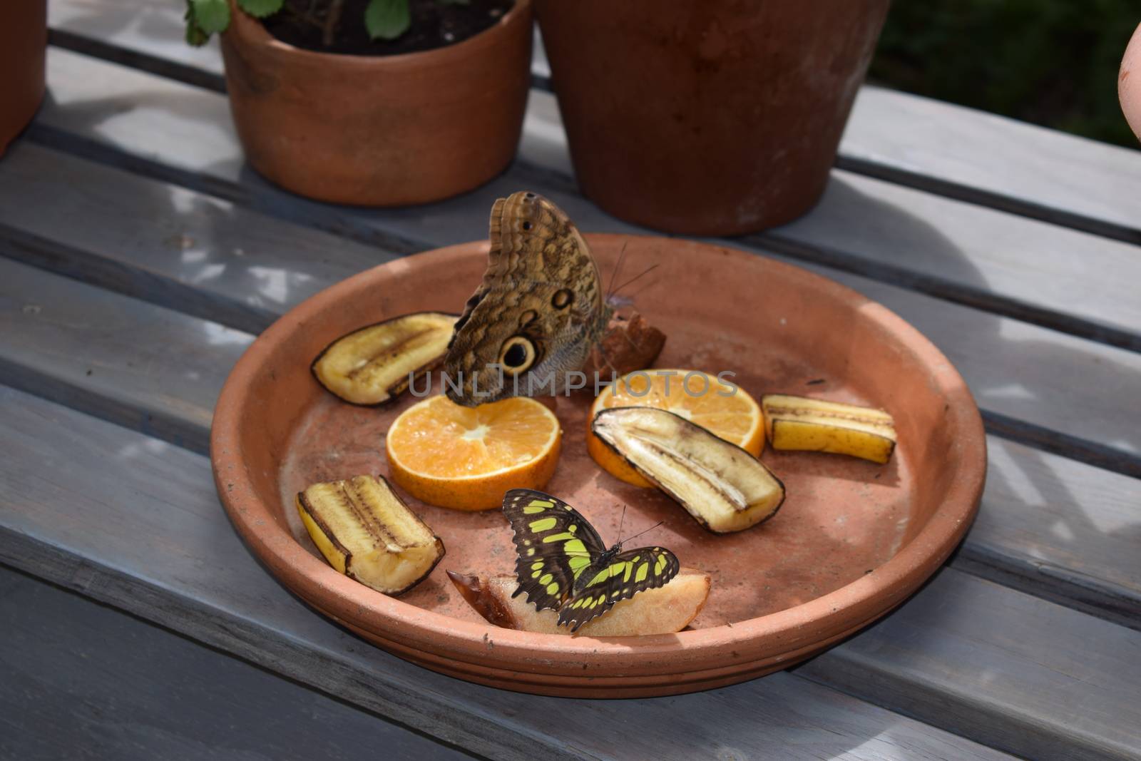 Colorful butterfly with beautiful colours in the Butterfly Farm in Palm Beach Aruba on the famous caribbean island