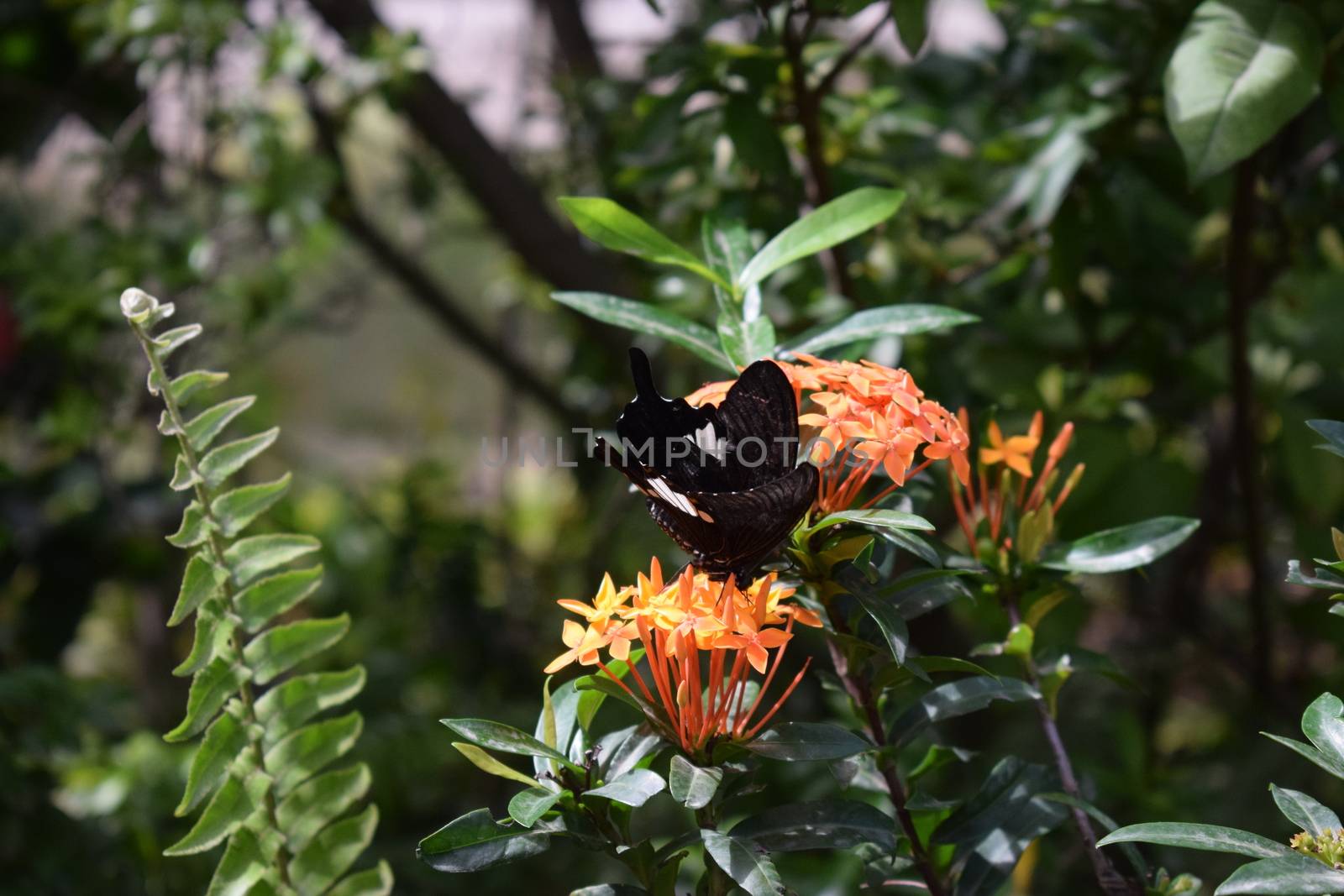 Colorful butterfly with beautiful colours in the Butterfly Farm in Palm Beach Aruba on the famous caribbean island