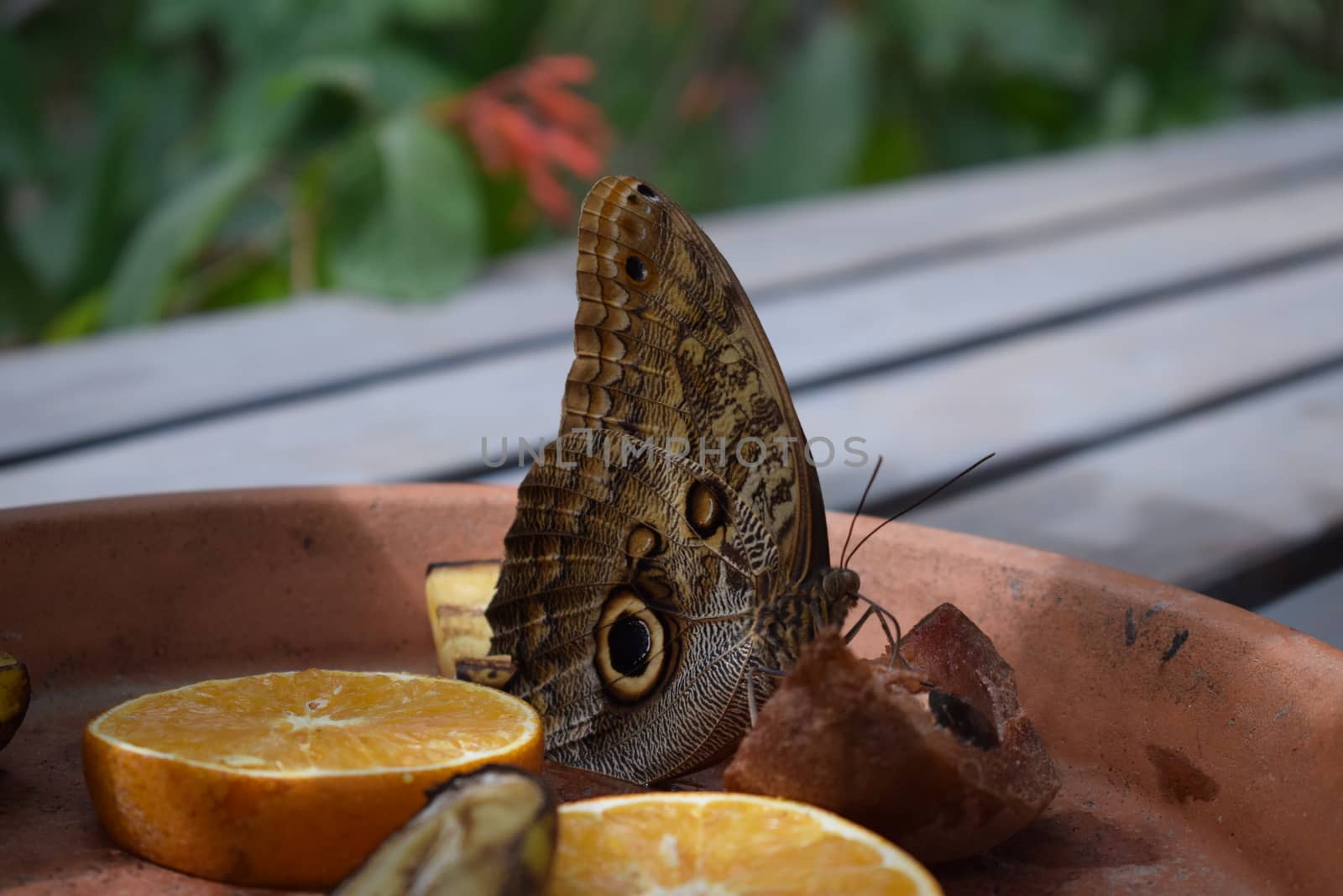 Colorful butterfly with beautiful colours in the Butterfly Farm in Palm Beach Aruba on the famous caribbean island