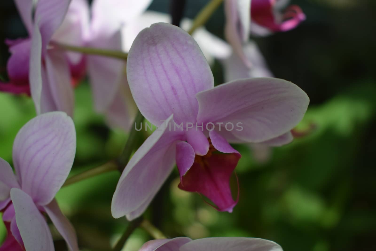 Close-up of a beautiful flower in the Butterfly Farm in Palm Beach Aruba on the caribbean island by matteobartolini