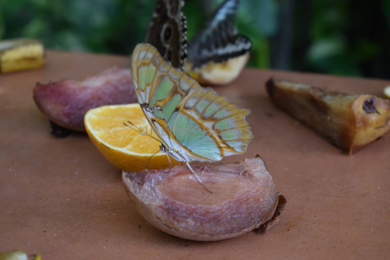 Colorful butterfly with beautiful colours in the Butterfly Farm in Palm Beach Aruba on the famous caribbean island