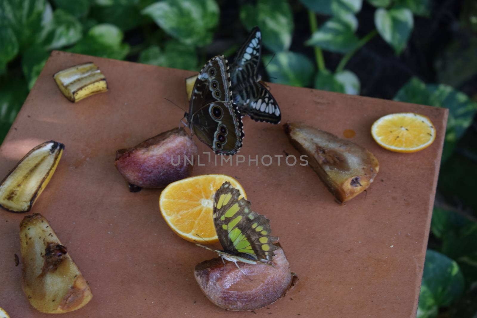 Colorful butterfly with beautiful colours in the Butterfly Farm in Palm Beach Aruba on the caribbean island by matteobartolini