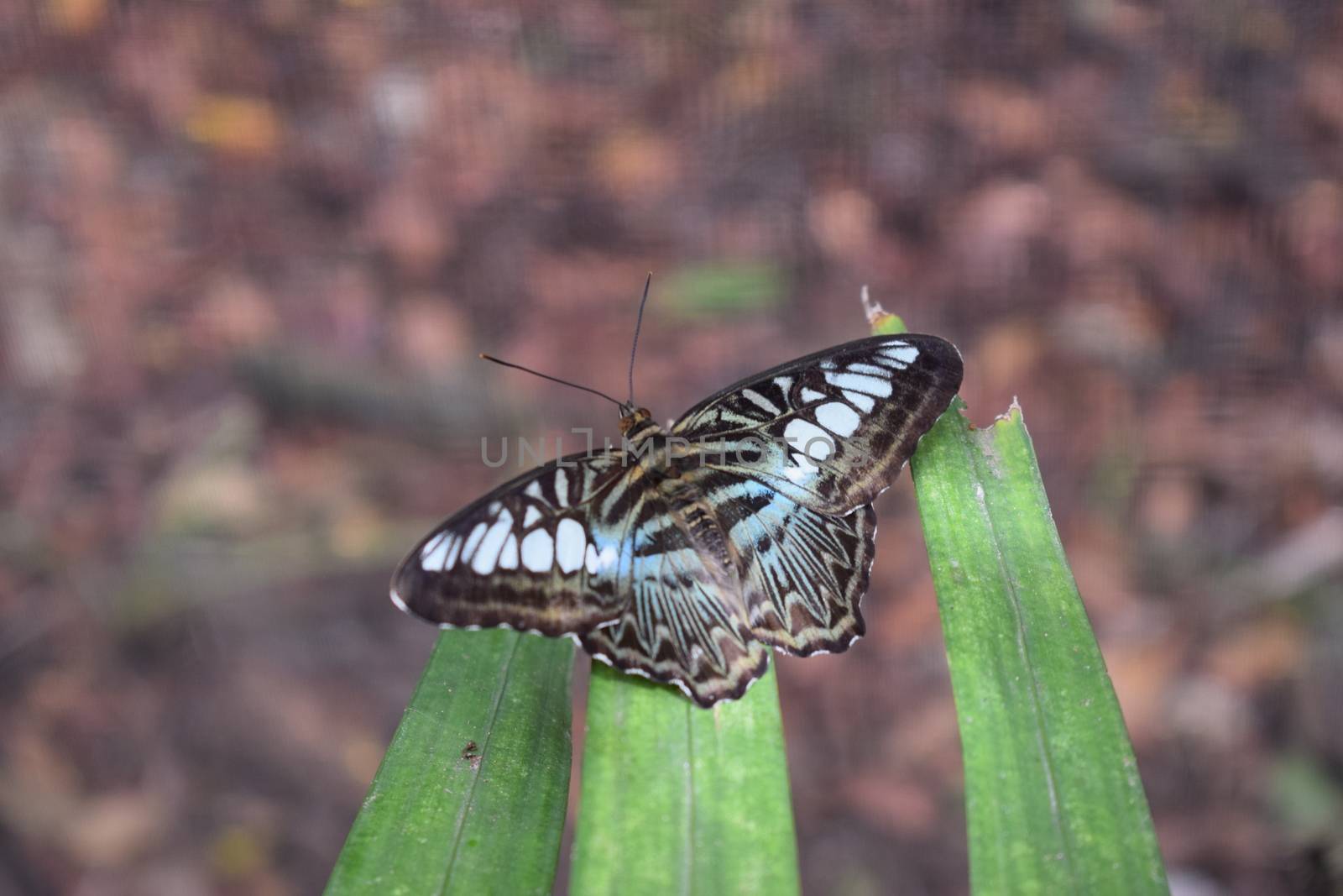 Colorful butterfly with beautiful colours in the Butterfly Farm in Palm Beach Aruba on the caribbean island by matteobartolini