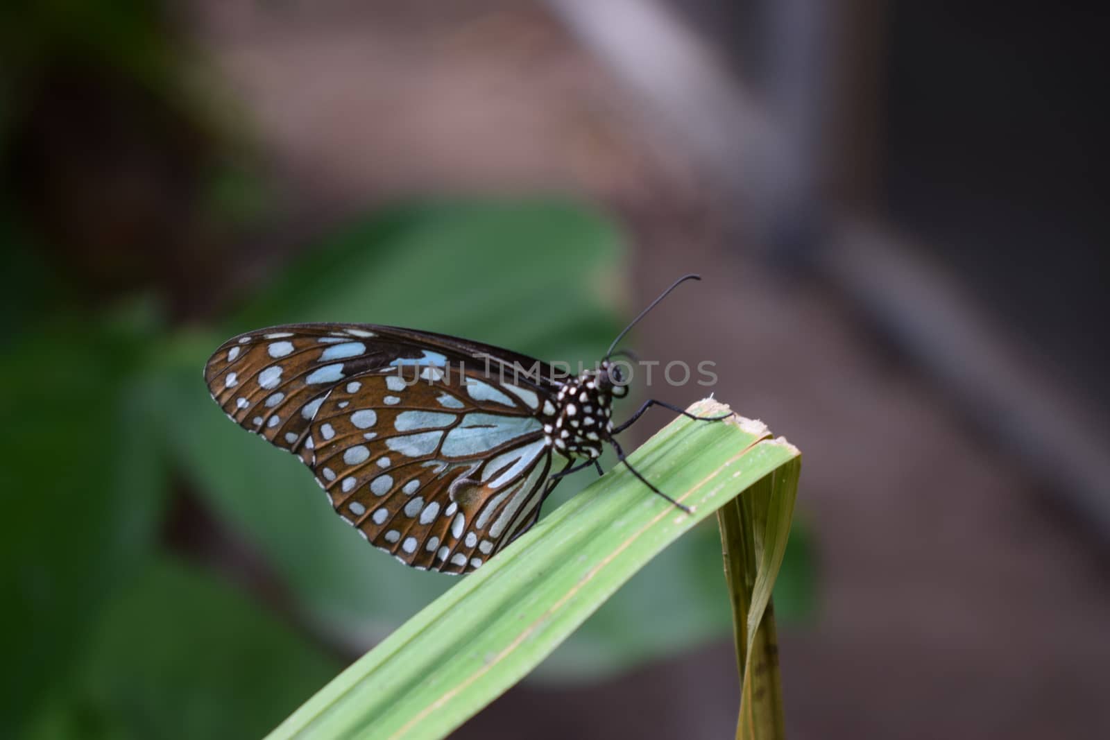 Colorful butterfly with beautiful colours in the Butterfly Farm in Palm Beach Aruba on the famous caribbean island