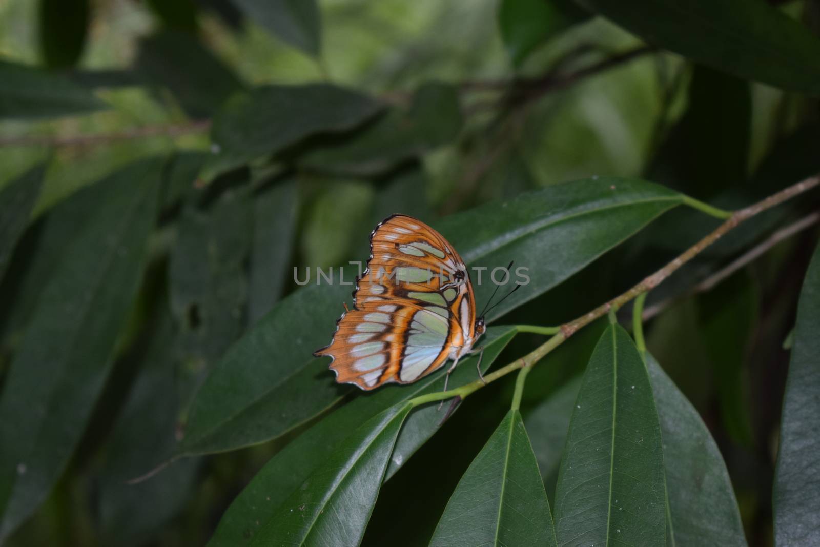 Colorful butterfly with beautiful colours in the Butterfly Farm in Palm Beach Aruba on the caribbean island by matteobartolini